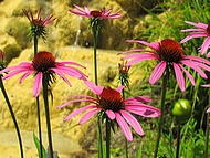 art floral au Jardin des Fontaines pétrifiantes