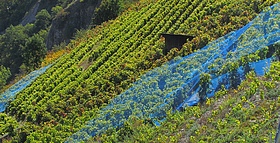 Martigny, un coteau de vignobles