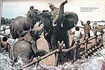 une autre hypoth�se subsiste selon laquelle les �l�phants traverseraient le fleuve � pied, la trompe en l'air pour respirer. 