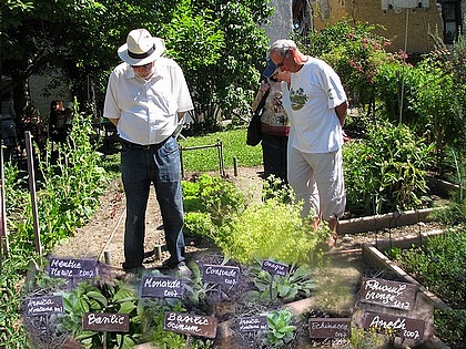 potager aromatiques