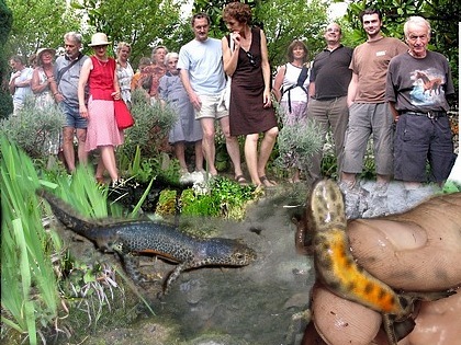 les tritons du petit bassin