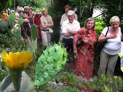 l'opuntia robusta