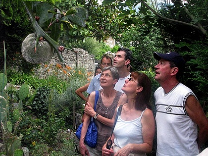 Citrus Poncirus  en pleine terre