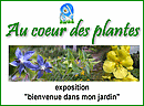 Au coeur des plantes, l'envers de leur dcor. 