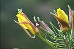 �closion 2 fleurs onagre