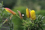 �closion 3 fleurs onagre
