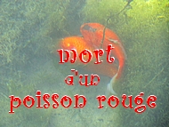 Solidarit, sentiment, compassion, amiti, sociabilit,  ou cannibalisme,  ou tentative d’accouplement... ou d’euthanasie  ? 