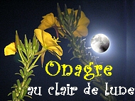 Les grappes jaunes des onagres jouent avec la lune et accueillent les insectes nocturnes.