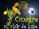 Les grappes jaunes des onagres jouent avec la lune et accueillent les insectes nocturnes.