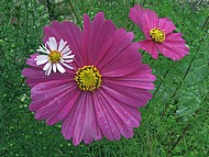 cosmos au Jardin de la Source