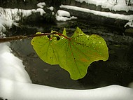 feuille d'hiver  au Jardin de la Source