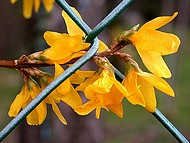 forsythia au Jardin de la Source