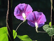 Ipome au Jardin de la Source