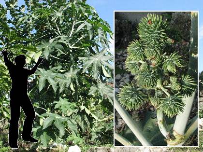 ricin gant au jardin de la source