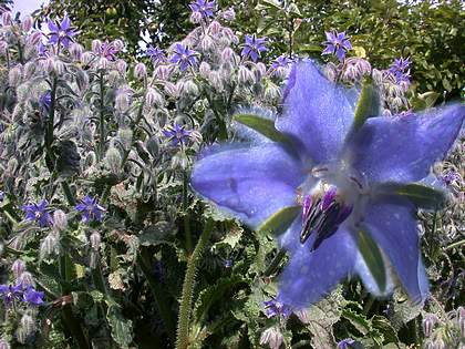 bourache du Jardin de la Source