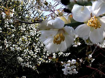 citronnier jardin de la source