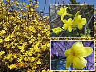 jasmin d'hiver
