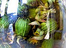 confit bouton de pissenlit
