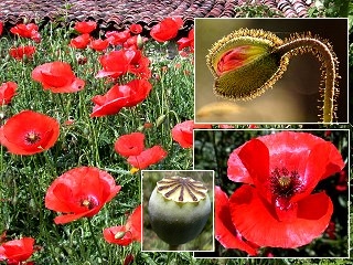 coquelicot