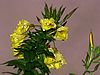 onagre apr�s la pluie