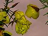 onagre