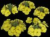 onagre bouquet