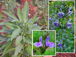 Sauge officinale