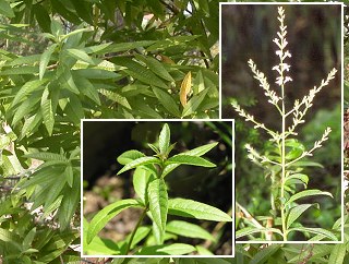 verveine officinale