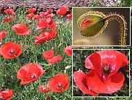 coquelicot, ponceau, pavot coquelicot, pavot rouge, pavot coq, pavot des moissons, gravesolle,