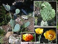 opuntia, figuier de Barbarie, figuier d'Inde, cactus raquette, nopal, oponce, langue de belle-mère