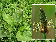 plantain, corne de cerf