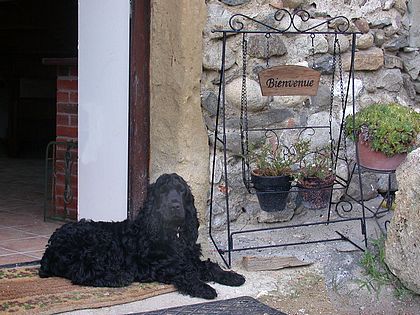 Gite La Source cocker d'accueil !