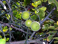les fruits du citronnier