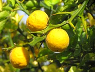 les fruits du citronnier