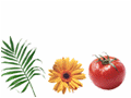 agenda du jardin