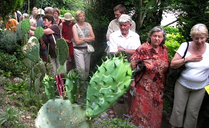 opuntia, le figuier de barbarie