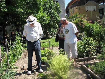 Longtemps dlaisses, considres comme des herbes de sorciers !