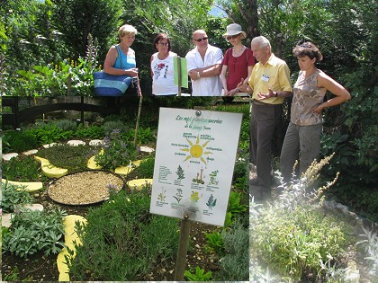 les herbes sacres de la St Jean.