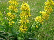 gentiane jaune des Alpes