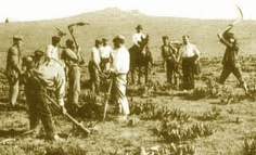 arrachage de la gentiane