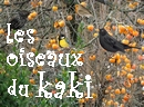 ds le premier gel les oiseaux se bousculent dans le kaki, les fruits sont mrs et le spectacle toute la journe !